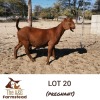 LOT 20 1X Kalahari Red Doe Lekuka Investments - 2