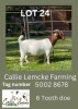 LOT 24 1X Boer Goat Doe Alida Lemcke