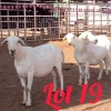 LOT 19 3X Meatmaster Ewe Innocent Bimbo (Pay per Animal)