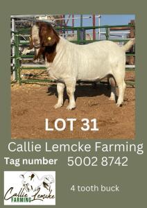 LOT 31 1X Boer Goat Buck Alida Lemcke