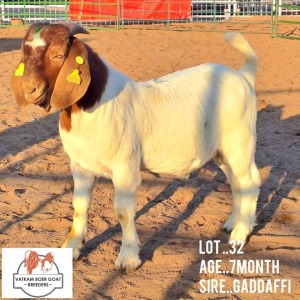 LOT 32 1X Boer Goat Buck Vatira Kambura