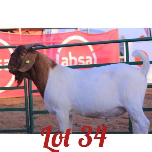 LOT 34 1X Boer Goat Buck Innocent Bimbo