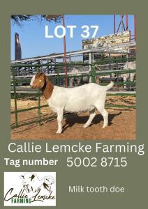 LOT 37 1X Boer Goat Doe Alida Lemcke