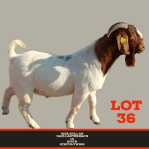 LOT 36 1X Boer Goat Buck Toy Katjiova