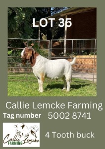 LOT 35 1X Boer Goat Buck Alida Lemcke