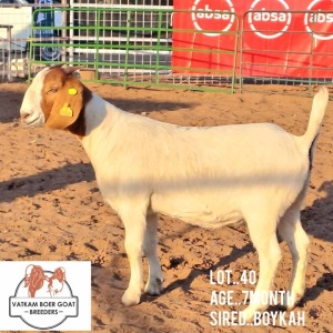 LOT 40 1X Boer Goat Doe Vatira Kambura