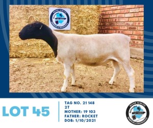 LOT 45 1X Black Head Dorper Ewe Hennie Schutte