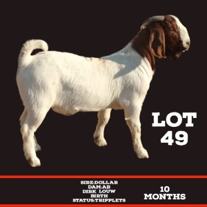 LOT 49 1X Boer Goat Buck Toy Katjiova