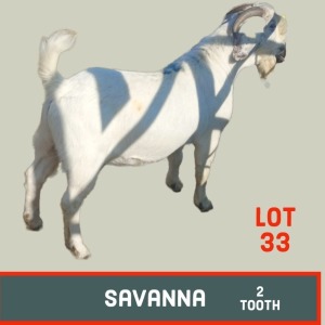 LOT 33 1X Savanna Buck Toy Katjiova