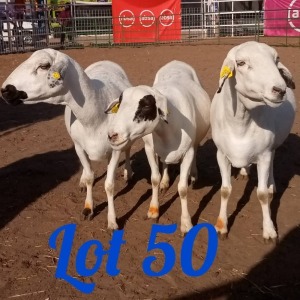 LOT 50 3X Meatmaster Ewe Innocent Bimbo (Pay per Animal)