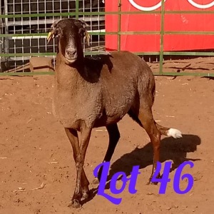 LOT 46 1X Damara Ewe Innocent Bimbo (Pay per Animal)