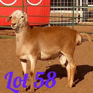 LOT 58 1X Meatmaster Ram Innocent Bimbo