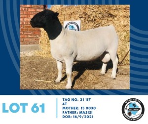 LOT 61 1X Black Head Dorper Ram Hennie Schutte