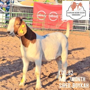 LOT 62 1X Boer Goat Buck Vatira Kambura