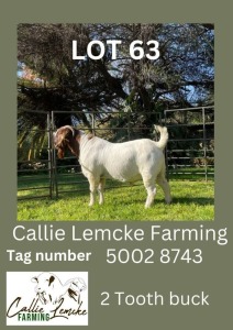 LOT 63 1X Boer Goat Buck Alida Lemcke