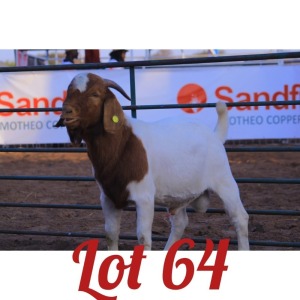 LOT 64 1X Boer Goat Buck Innocent Bimbo