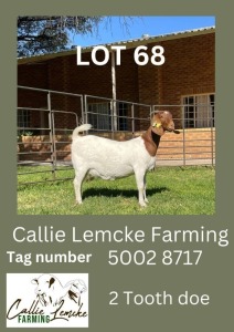 LOT 68 1X Boer Goat Doe Alida Lemcke