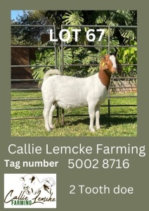 LOT 67 1X Boer Goat Doe Alida Lemcke