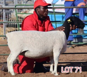 LOT 71 1X Black Head Dorper Ewe Mahata Stud