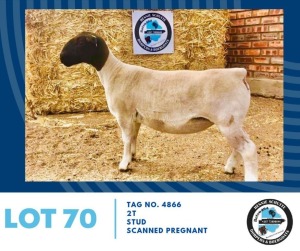 LOT 70 1X Black Head Dorper Ewe Hennie Schutte