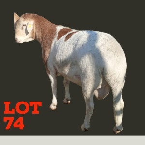 LOT 74 1X Meatmaster Ewe Toy Katjiova