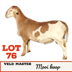 LOT 76 1X Veldmaster Ram Toy Katjiova