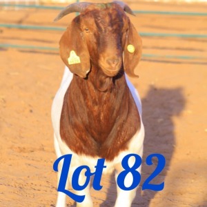 LOT 82 1X Boer Goat Buck Innocent Bimbo