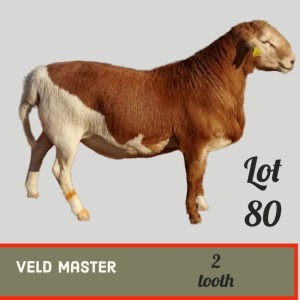 LOT 80 1X Veldmaster Ram Toy Katjiova