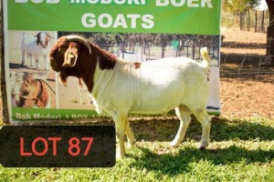 LOT 87 1X Boer Goat Buck Keitumetse Bod Modori