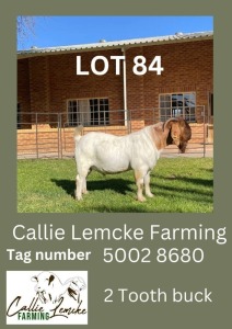 LOT 84 1X Boer Goat Buck Alida Lemcke