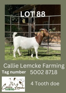 LOT 88 1X Boer Goat Doe Alida Lemcke