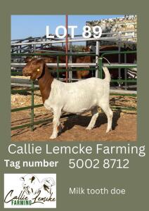 LOT 89 1X Boer Goat Doe Alida Lemcke