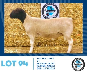 LOT 94 1X Black Head Dorper Ram Hennie Schutte