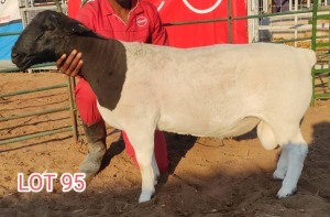 LOT 95 1X Black Head Dorper Ram Mahata Stud