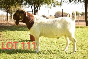 LOT 111 1X Boer Goat Buck Keitumetse Bod Modori