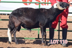 LOT 110 1X Damara Ram Mahata Stud