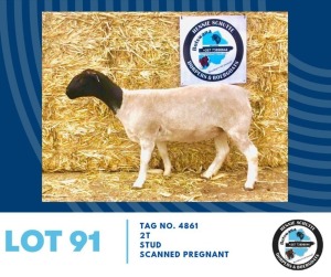 LOT 91 1X Black Head Dorper Ewe Hennie Schutte