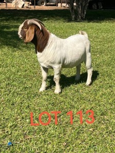 LOT 113 1X Boer Goat Buck Keitumetse Bod Modori