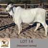 LOT 14 1X Brahman Heifer Lekuka Investments - 2