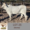 LOT 25 1X Brahman Heifer Lekuka Investments - 2