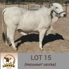 LOT 15 1X Brahman Heifer Lekuka Investments - 2