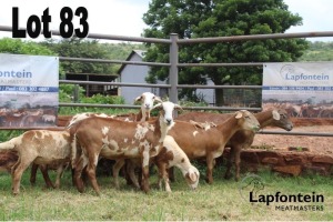 LOT 83 3X MEATMASTER OOI/EWE LAPFONTEIN MEATMASTERS(PER STUK OM LOT TE NEEM/PER PIECE TO TAKE THE LOT)