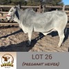 LOT 26 1X Brahman Heifer Lekuka Investments