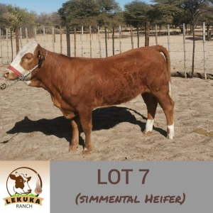 LOT 7 1X Simmental Heifer Lekuka Investments
