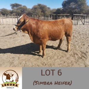 LOT 6 1X Simbra Heifer Lekuka Investments