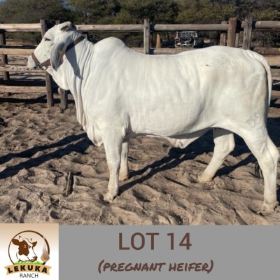 LOT 14 1X Brahman Heifer Lekuka Investments