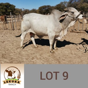 LOT 9 1X Brahman Bull Lekuka Investments