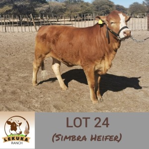LOT 24 1X Simbra Heifer Lekuka Investments