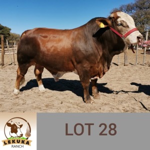 LOT 28 1X Simbra Bull Lekuka Investments