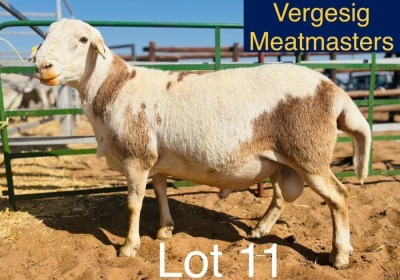 LOT 11 1X Meatmaster Ram Hendrik Bekker